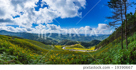 Panorama Tung Bua Tong Mexican sunflower 19390667