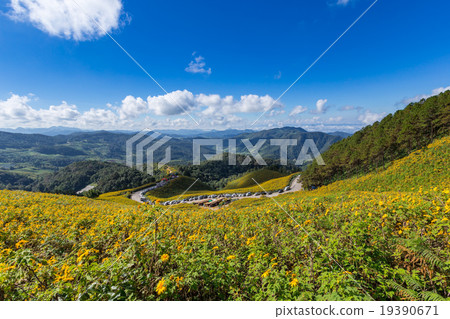 Tung Bua Tong Mexican sunflower in Maehongson 19390671