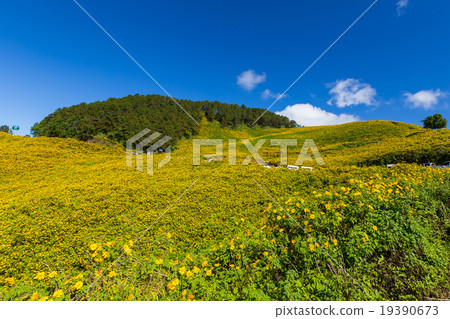 Tung Bua Tong Mexican sunflower in Maehongson 19390673