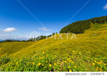 ung Bua Tong Mexican sunflower in Maehongson ung Bua Tong Mexican sunflower in Maehongson 19390674