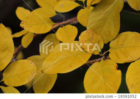 Huang leaf yellow leaves Huang leaf yellow leaves 19391052