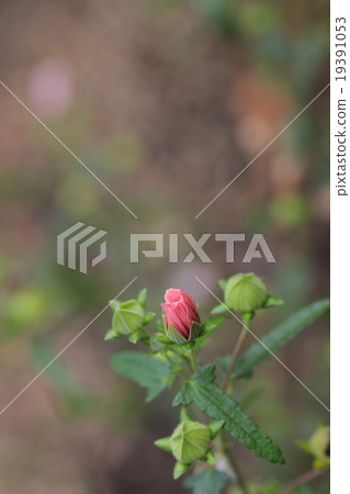 Flower bud of Takasago fly 19391053