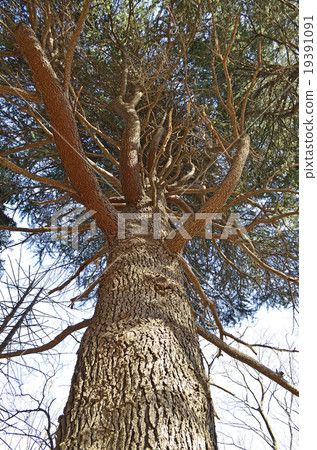 Himalaya Sugi 19391091