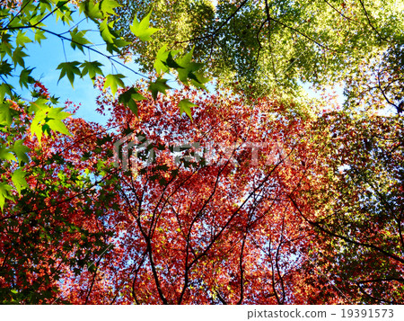 五顏六色的秋葉 19391573