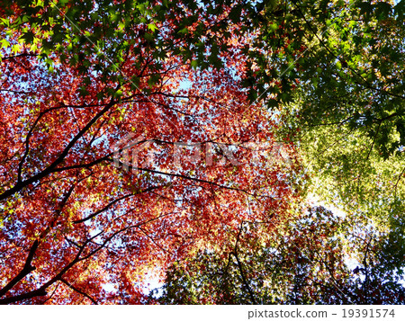 五顏六色的秋葉 19391574