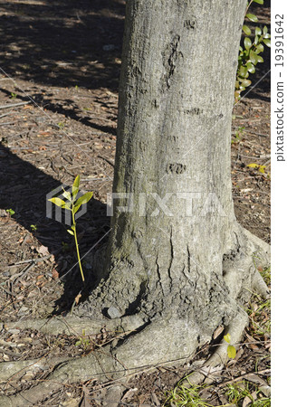 Matebone（馬劍喙） 19391642