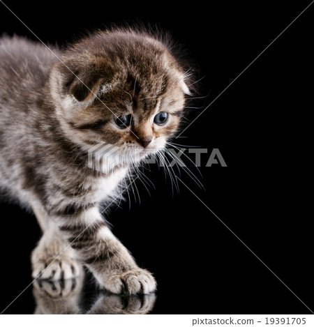 Lop-eared kitten on a magnificent black background Lop-eared kitten on a magnificent black background 19391705