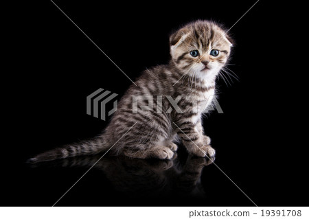 Lop-eared kitten on a magnificent black background Lop-eared kitten on a magnificent black background 19391708