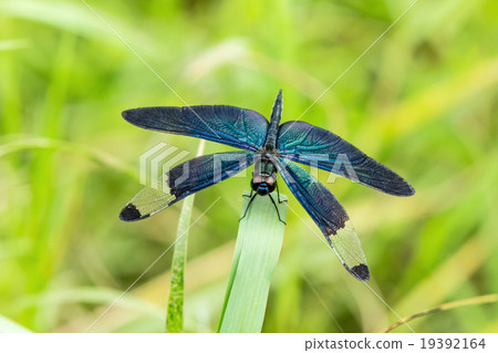 Butterfly dragonfly 19392164