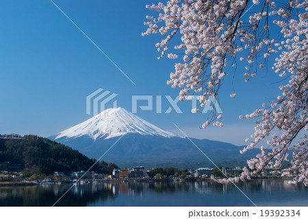[川口湖]富士和櫻花 19392334