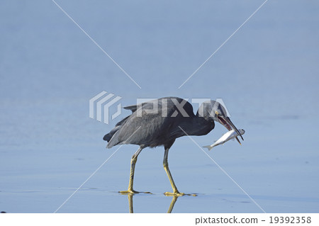 Kurosagi capturing fish Kurosagi capturing fish 19392358