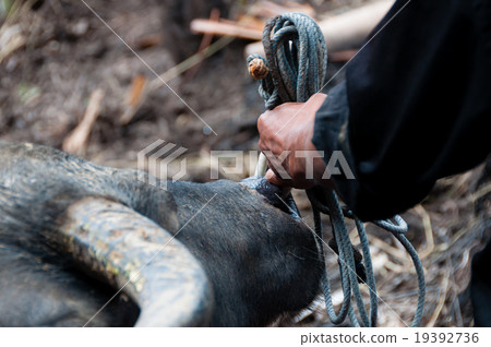 Man Holding the Carabao Buffalo with a rope and 19392736