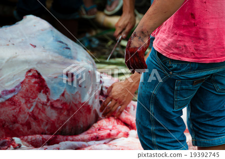 Hand full of blood in front a dead buffalo during Hand full of blood in front a dead buffalo during 19392745