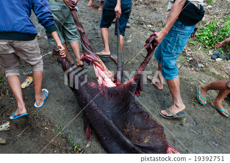Men Dragging the skin of a dead buffalo during Men Dragging the skin of a dead buffalo during 19392751