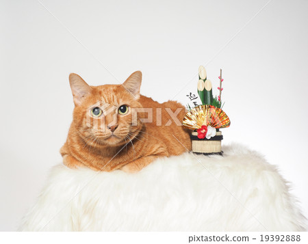 Kadomatsu and brown cats Kadomatsu and brown cats 19392888