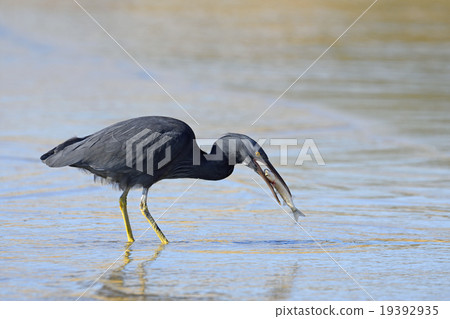 Kurosagi capturing fish Kurosagi capturing fish 19392935