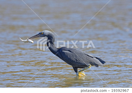 Kurosagi捕魚 19392967