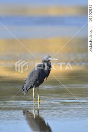 Kurosagi Kurosagi 19392982