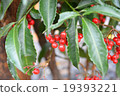 Southern 19393221