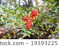 Southern 19393225