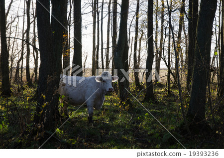 White cow among trees White cow among trees 19393236