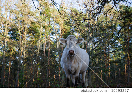 Staring cow Staring cow 19393237