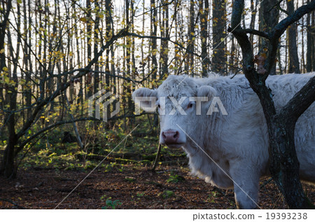 Single cow in a forest Single cow in a forest 19393238