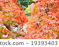 Maple of Ryoanji 19393403