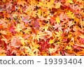 Maple of Ryoanji 19393404