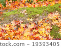 Maple of Ryoanji 19393405