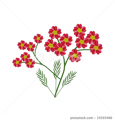 Blossoming of Red Yarrow Flowers Blossoming of Red Yarrow Flowers 19393466