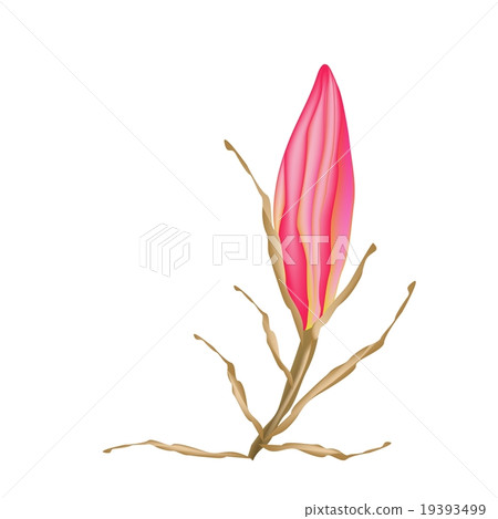 Red Equiphyllum Flowers on A White Background 19393499