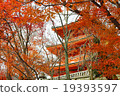 Maple of Kiyomizudera 19393597