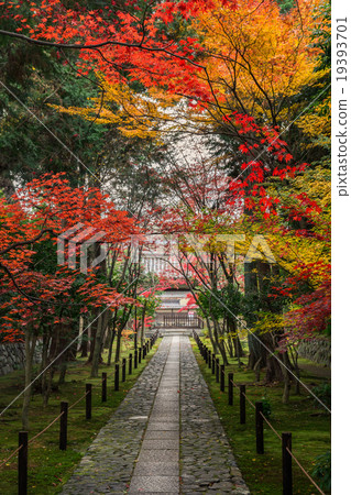 Autumn Kaohsiung 19393701