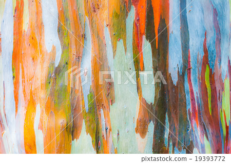 Abstract painting by eucalyptus tree bark 19393772