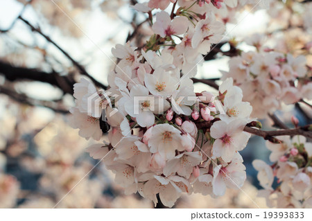Sakura 19393833