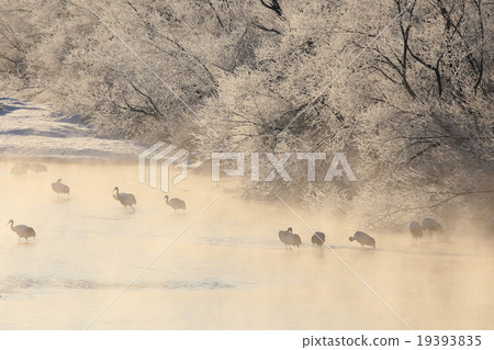 Cranes of Tsurui village 19393835