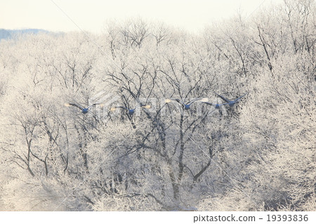 Tsurui村的起重機 19393836