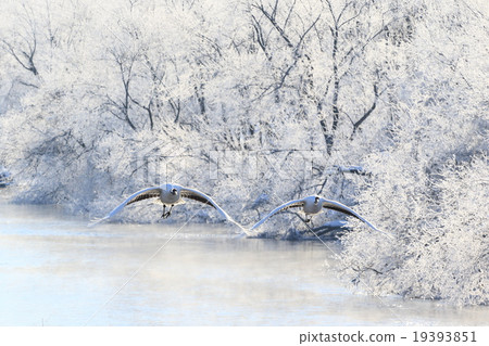 Tsurui村的起重機 19393851