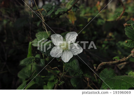 野花,草草莓,春天,12月底拍攝。淀川河 野花,草草莓,春天,12月底拍攝。淀川河 19396069