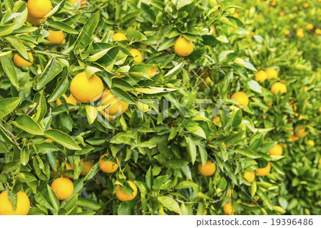 Stock Photo: valencia orange, citrus fruits, fruits