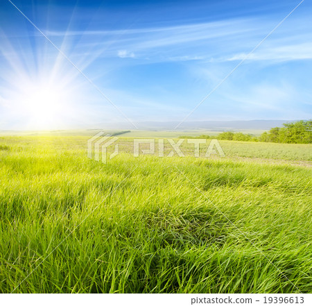 field field 19396613
