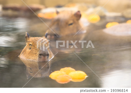 Capybara dipped in Yuzu-yu Capybara dipped in Yuzu-yu 19396814