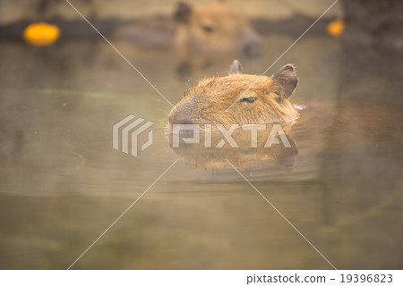 Capybara dipped in Yuzu-yu Capybara dipped in Yuzu-yu 19396823
