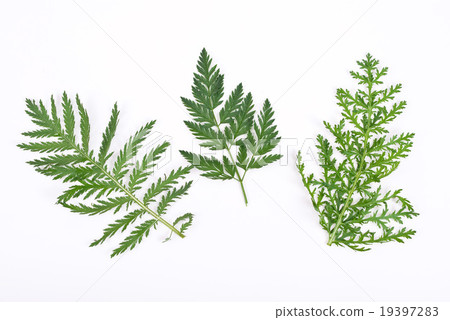 Herbarium 19397283
