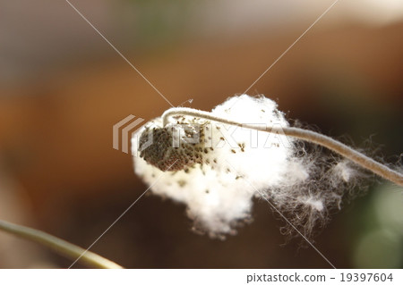 Shuffed fluff Shuffed fluff 19397604