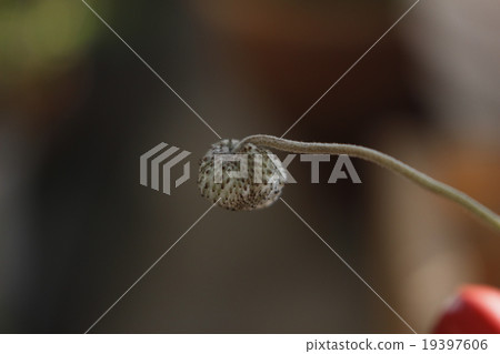 絨毛絨毛 19397606