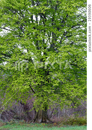 Fresh green beech Fresh green beech 19398606