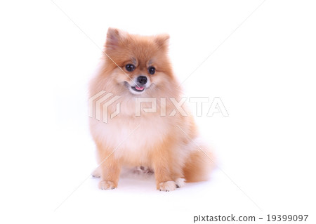 brown pomeranian dog isolated on white background brown pomeranian dog isolated on white background 19399097