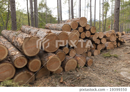 Logging of trees Logging of trees 19399350